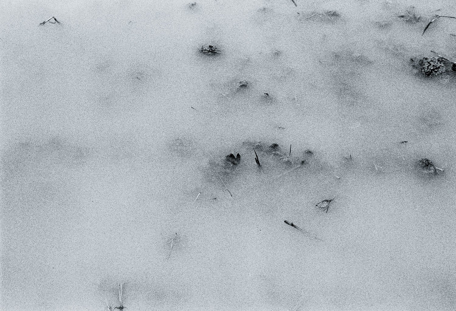 Flooded Field 4
