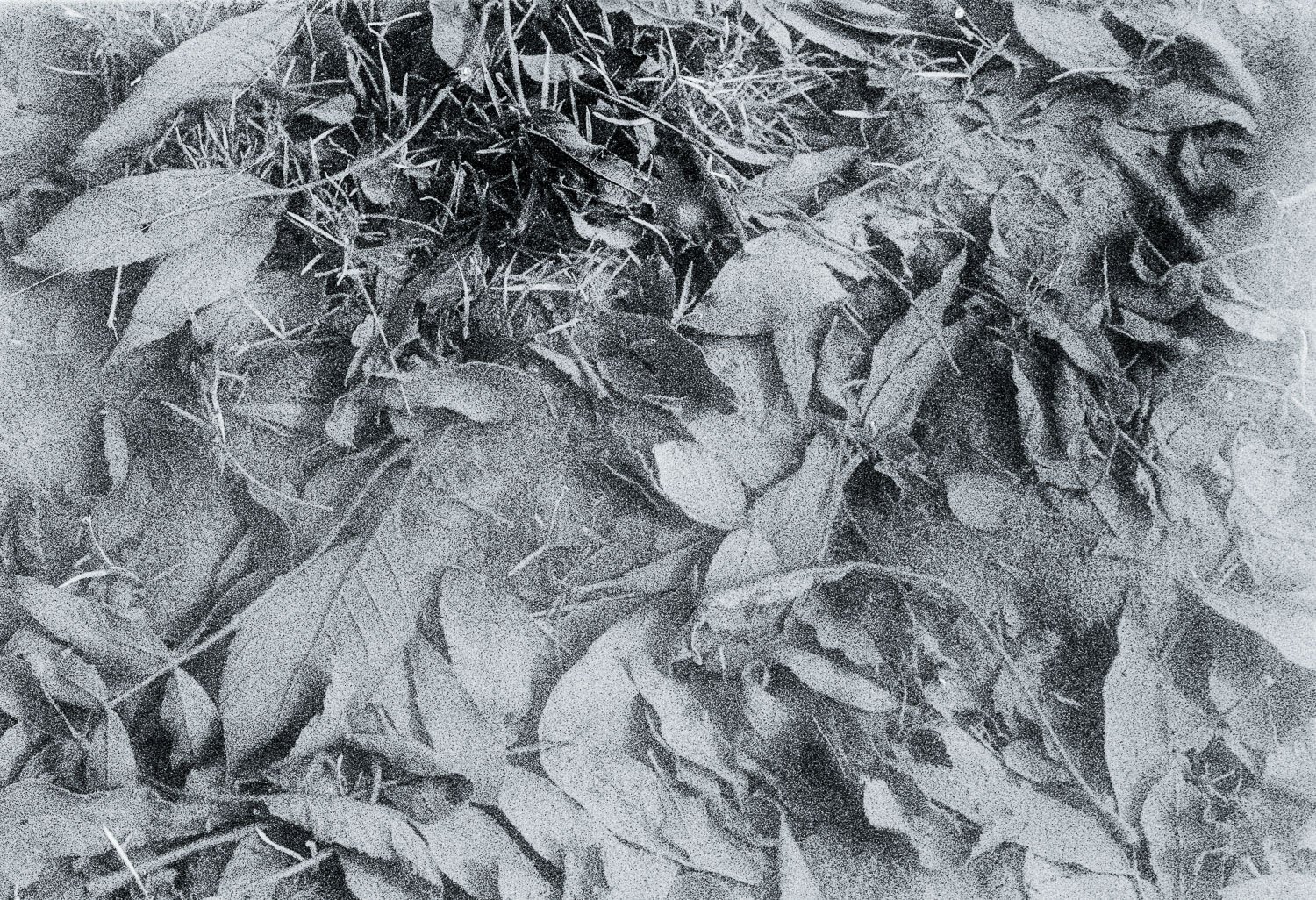 Flooded Field 12