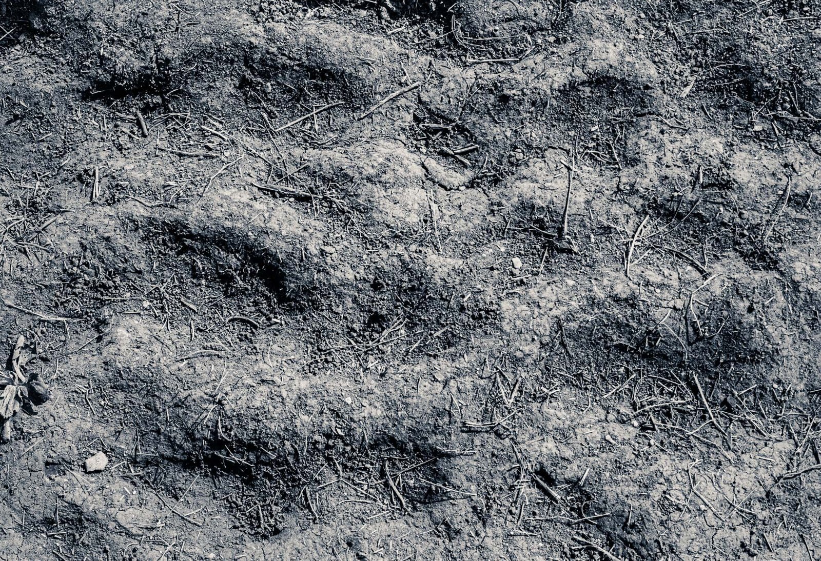 Flooded Field 64