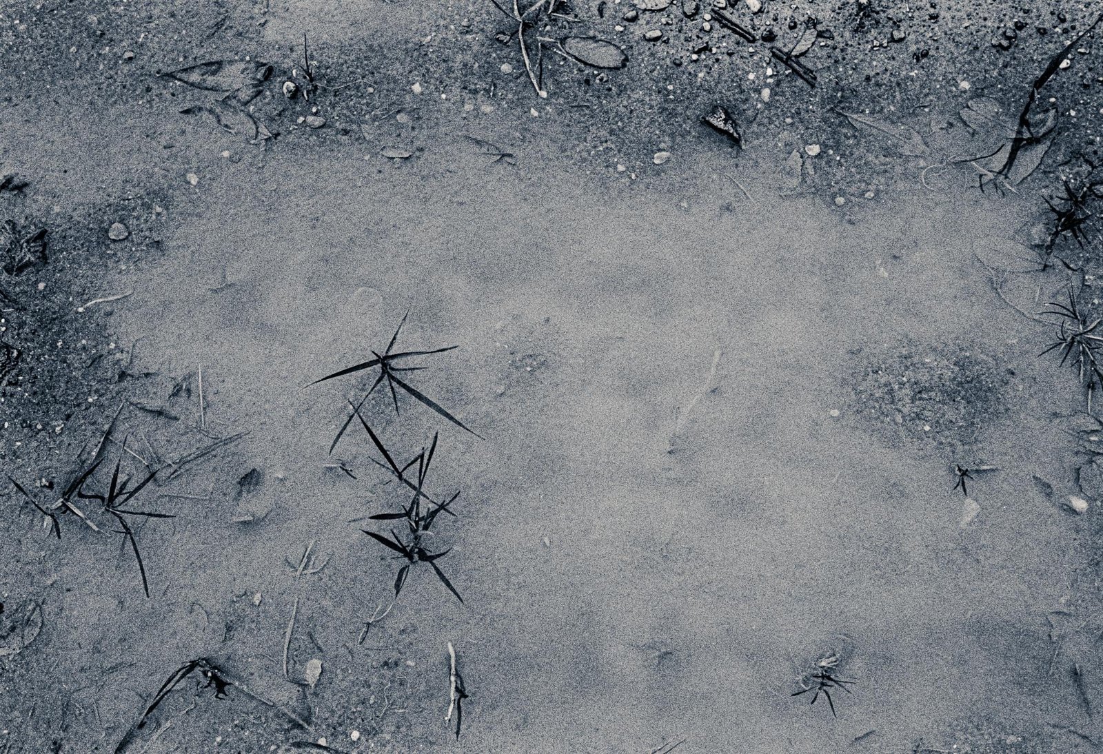 Flooded Field 37