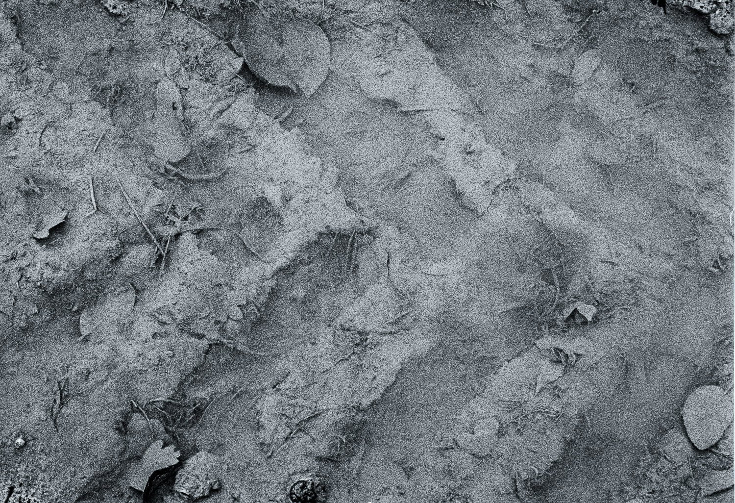 Flooded Field 16