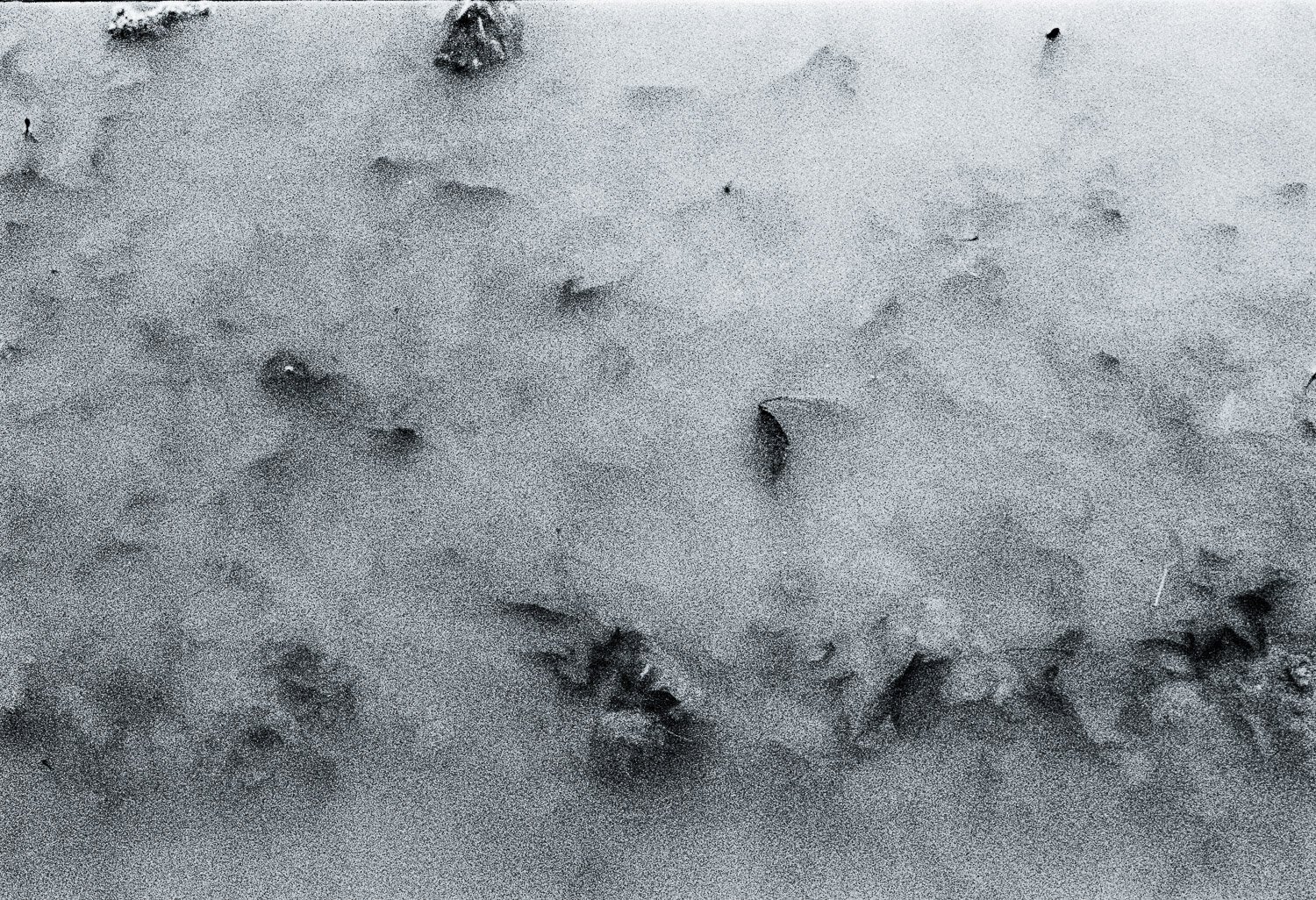 Flooded Field 2