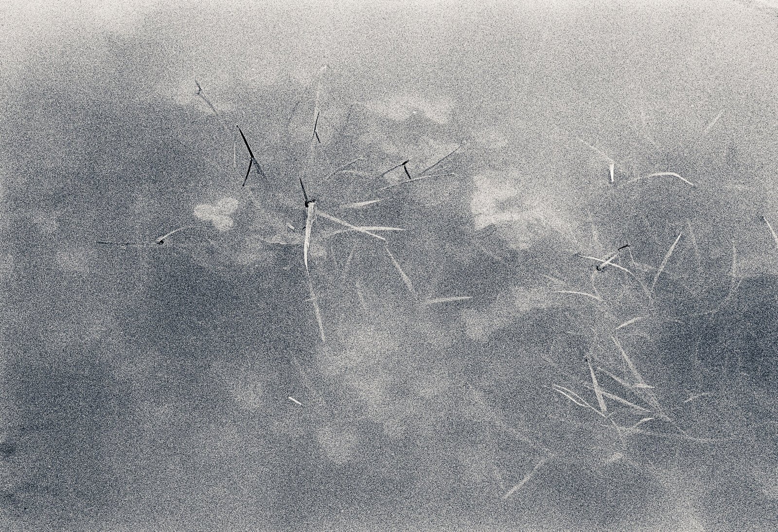 flooded field 1.jpeg