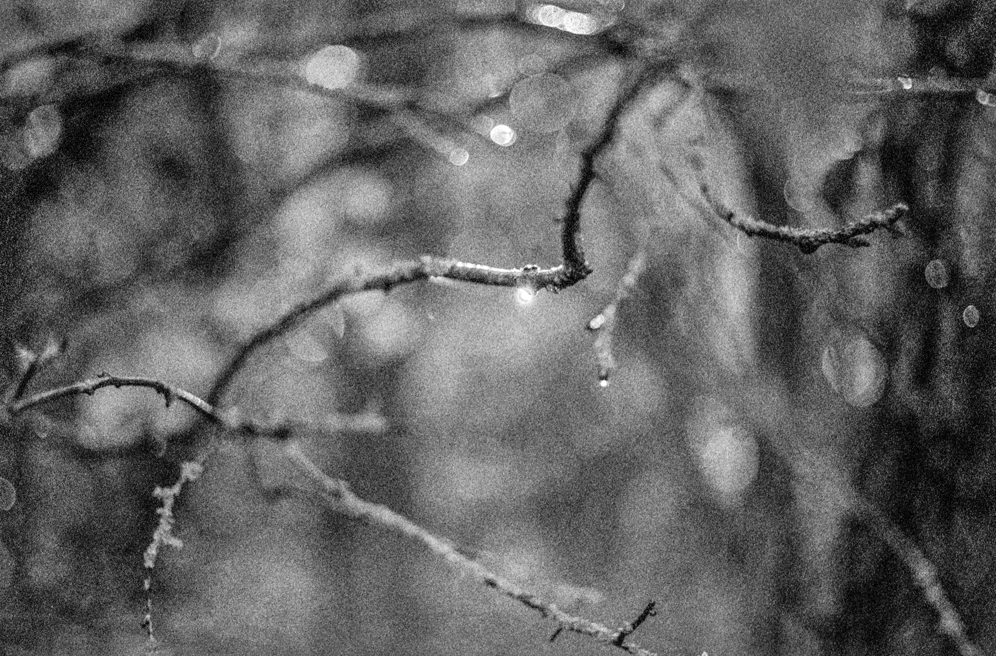 5 Frames with the Leica Summicron 50 Dual Range at closest focus